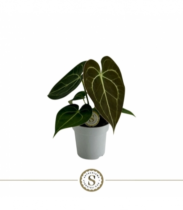 Anthurium