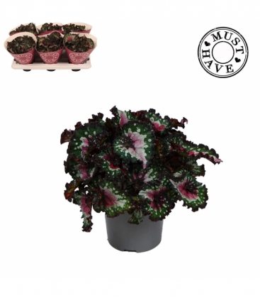 Begonia