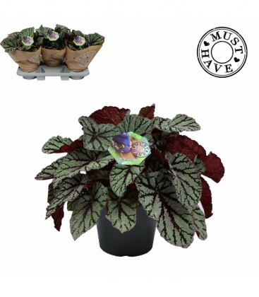 Begonia