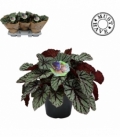 Begonia