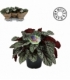 Begonia