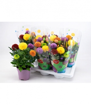 Chrysanthemum