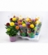 Chrysanthemum