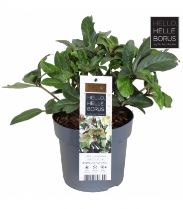 Helleborus