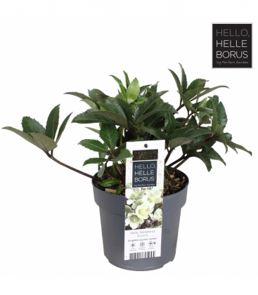 Helleborus