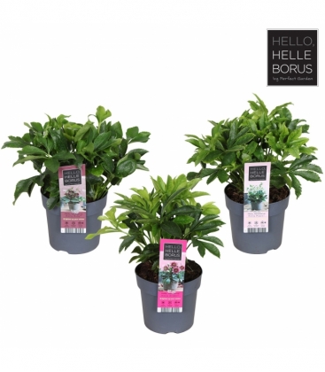 Helleborus