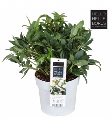 Helleborus