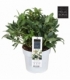 Helleborus