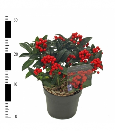 Skimmia