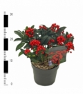 Skimmia