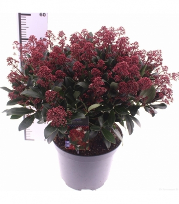 Skimmia