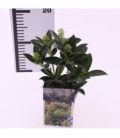 Skimmia