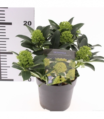 Skimmia