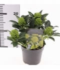 Skimmia