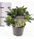 Skimmia